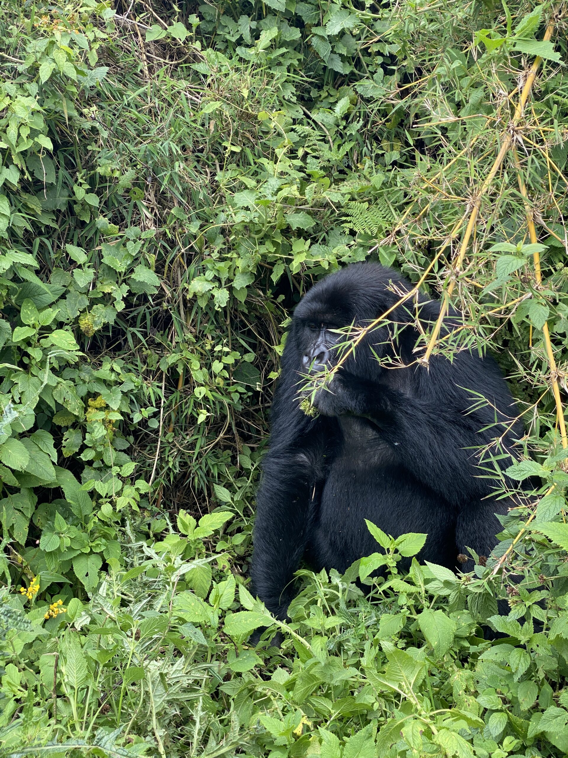 Mountain Gorilla feeding during Rwanda gorilla trekking